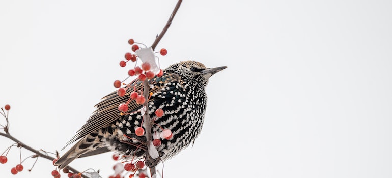 European Starling