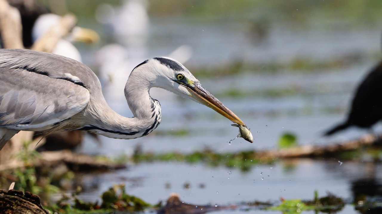 Which animals are effective at bird control in Las Vegas