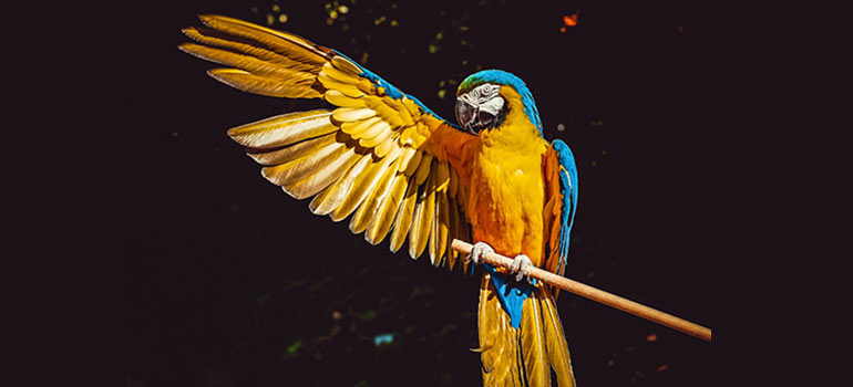 colorful parrot