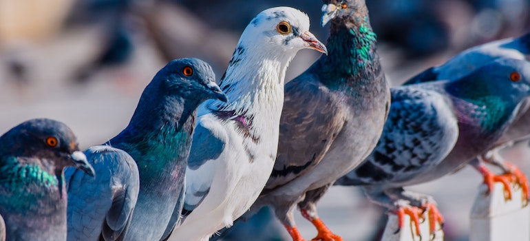 pigeons standing on a picket fence