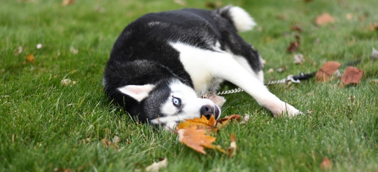 a dog lying in the grass