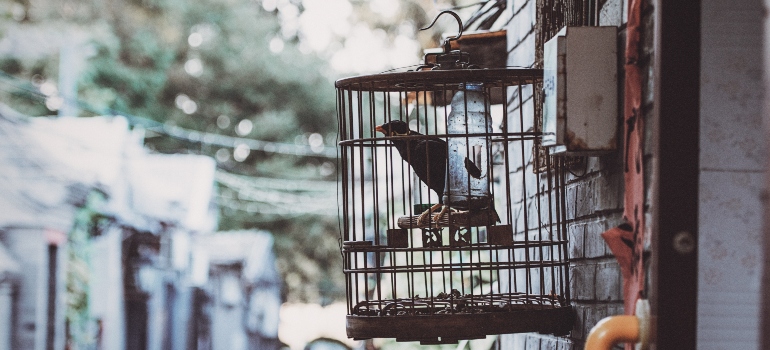 an installed bird cage after evaluating the pros and cons of bird trapping