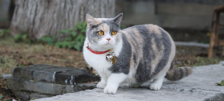 a cat helping you to cope with next door neighbor pigeons in Las Vegas