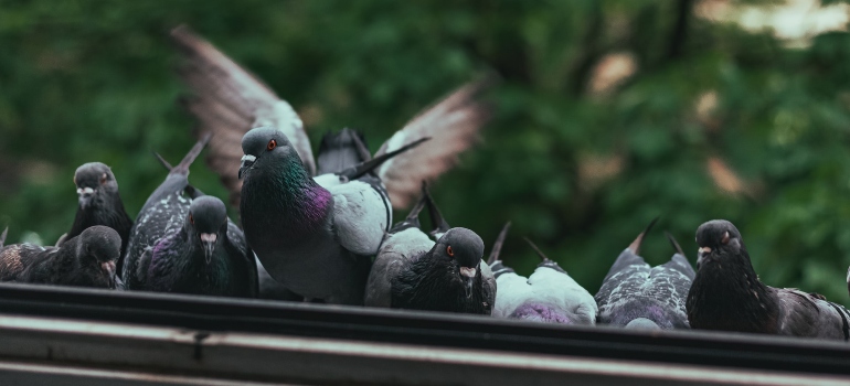 pigeons on the windows and how to cope with next door neighbour pigeons in Las Vegas