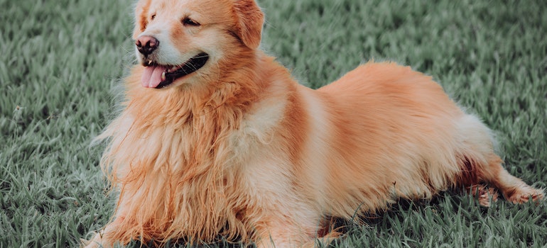 A dog on artificial turf