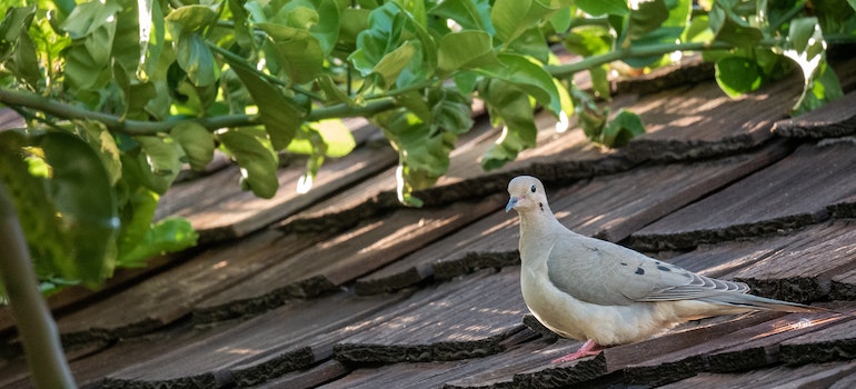 Bird standing on an unprotexted roof