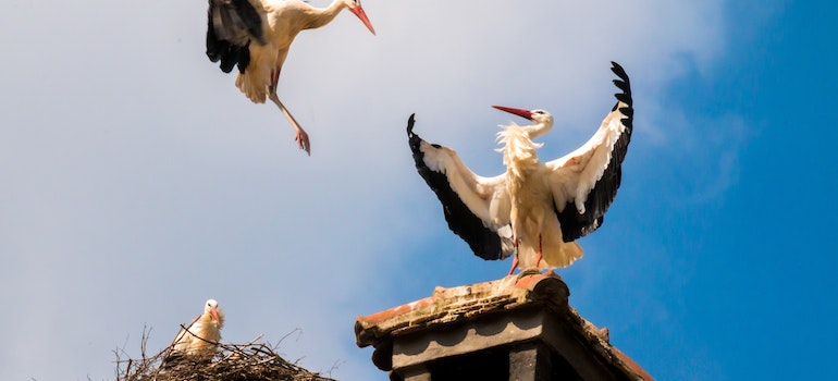 Bird nest on the chimney as a symbol of how bird nests create fire hazards