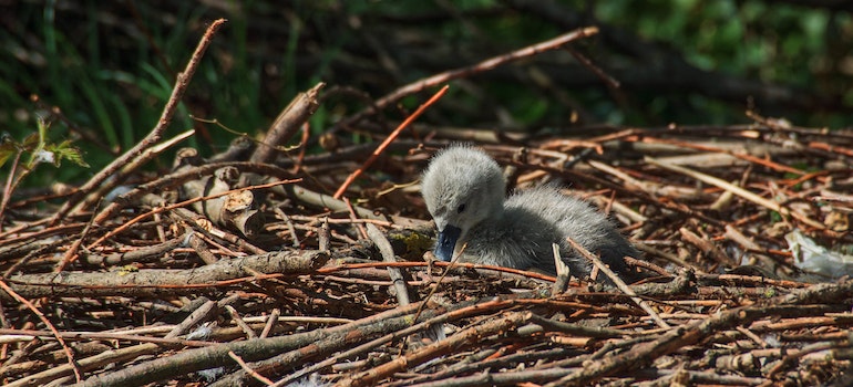 A chick on the dry wood