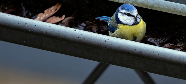 Bird in the gutter