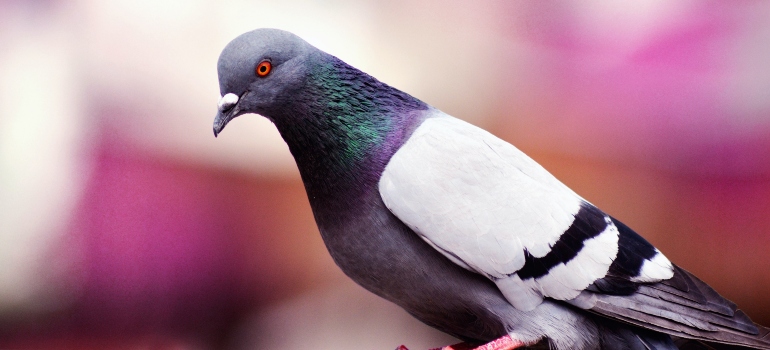 pigeon avoiding a pigeon trap