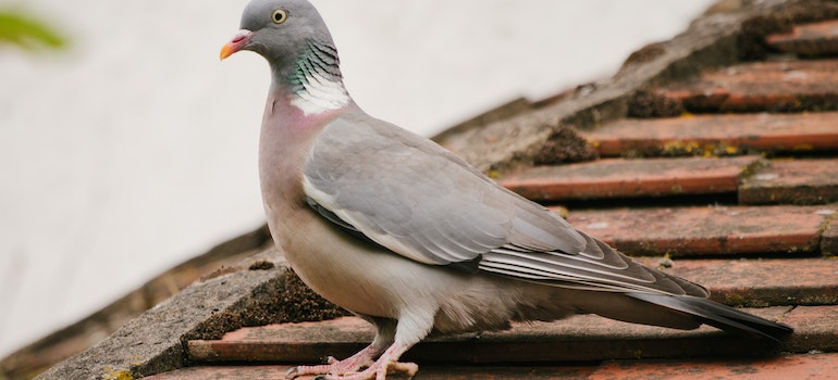 A bird on the roof