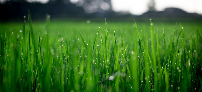 fresh green grass -it should look like this if you want to keep your Las Vegas business' turf looking great