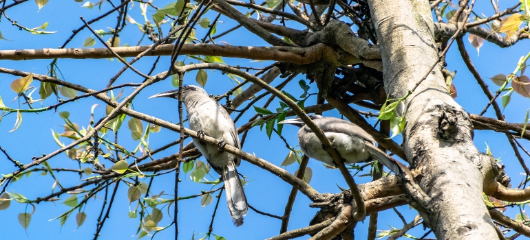 birds on a tree