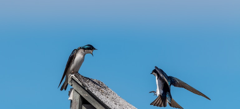 Two birds standing on an uncleaned roof full of bird debris - one of the most common mistake in bird control