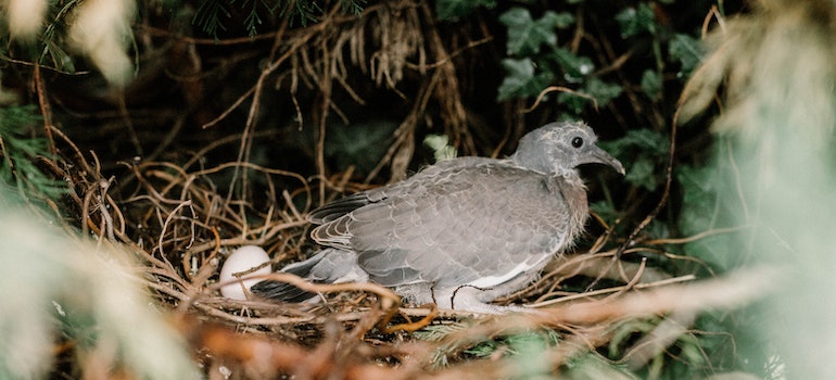 Pigeon on a nest