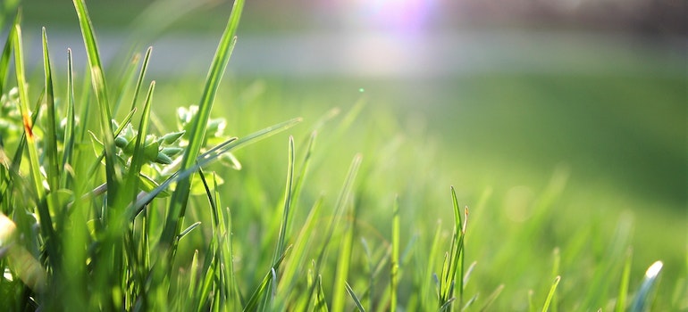 Properly cut grass as an example of keeping your Enterprise lawn in top shape