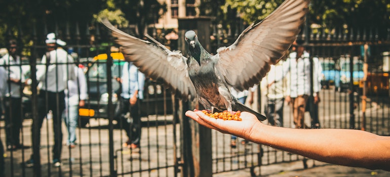 A person feeding a pigeon which doesn't help with pigeon removal and the law does not allow it